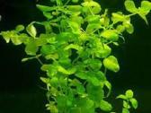 Akvariumo augalai - 10ct/vnt. - nuotraukos Nr. 10