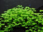 Akvariumo augalai - 10ct/vnt. - nuotraukos Nr. 12
