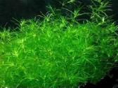 Akvariumo augalai - 10ct/vnt. - nuotraukos Nr. 13