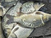 Karpių mailius įžuvinimui 5.99eur/kg.karpiukai - nuotraukos Nr. 4