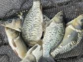 Karpių mailius įžuvinimui 5.99eur/kg.karpiukai - nuotraukos Nr. 10