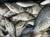 Karpių mailius įžuvinimui 5.99eur/kg.karpiukai - nuotraukos Nr. 14