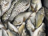 Karpių mailius įžuvinimui 5.99eur/kg.karpiukai - nuotraukos Nr. 12