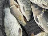 Karpių mailius įžuvinimui 5.99eur/kg.karpiukai - nuotraukos Nr. 13