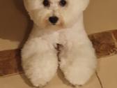 Kilmingi garbanotieji bišonai/ bichon frise - nuotraukos Nr. 32
