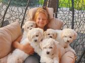 Kilmingi garbanotieji bišonai/ bichon frise - nuotraukos Nr. 26