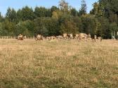 Parduodu Danielius. Patinai, pateles, jaunikliai - nuotraukos Nr. 11