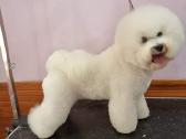 Kilmingi garbanotieji bišonai/ bichon frise - nuotraukos Nr. 33