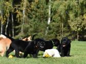 Labradorų veislynas "Burbonas"! - nuotraukos Nr. 14