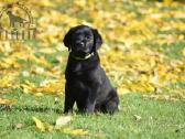 Labradorų veislynas "Burbonas"! - nuotraukos Nr. 36
