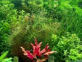 Akvariuminiai augalai - nuotraukos Nr. 2