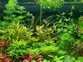 Akvariuminiai augalai - nuotraukos Nr. 3