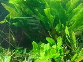 Akvariuminiai augalai - nuotraukos Nr. 5