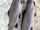 Ikrai,gintariniai, Vaivorykstiniai. Mailius, - nuotraukos Nr. 5