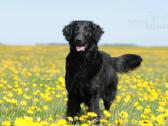 Lygiaplaukiai ir Labradoro retriveriai- Gojus - nuotraukos Nr. 36