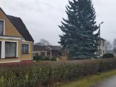 Sidabrinė eglė 10 m - nuotraukos Nr. 2