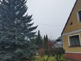 Sidabrinė eglė 10 m - nuotraukos Nr. 4