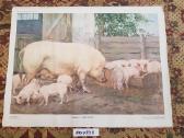Plakatai piešiniai 1970metai,laiškadežė. - nuotraukos Nr. 23