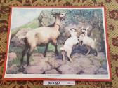 Plakatai piešiniai 1970metai,laiškadežė. - nuotraukos Nr. 30