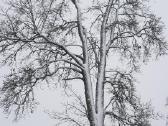 Medžių pjovimas, genėjimas - nuotraukos Nr. 21