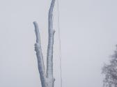 Medžių pjovimas, genėjimas - nuotraukos Nr. 22