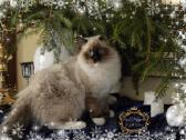 Ragdoll Veislynas Rezervacija - nuotraukos Nr. 17