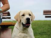 Labradoro retriveris reproduktorius - nuotraukos Nr. 19