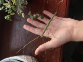 Gyvalazdės- įdomus augintinis, nereikia priežiūros - nuotraukos Nr. 7