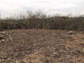 Kelmų frezavimas, apleistų plotų tvarkymas . - nuotraukos Nr. 7