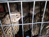 Putpelių gaidziukai 2€ vnt - nuotraukos Nr. 12