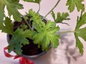 Vaistinis augalas Jeronimas - nuotraukos Nr. 3