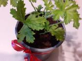 Vaistinis augalas Jeronimas - nuotraukos Nr. 4