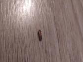 Atpjovimo dešininė plokštelė 2 mm Sandvik - nuotraukos Nr. 2