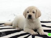 Kilmingi Labradoro retriverių veislės šuniukai - nuotraukos Nr. 34