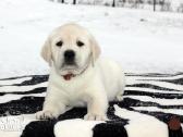 Kilmingi Labradoro retriverių veislės šuniukai - nuotraukos Nr. 35