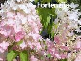 Hortenzijos - nuotraukos Nr. 3