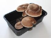 Shiitake Paruošta pakuotė auginimui namuose - nuotraukos Nr. 3