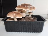 Shiitake Paruošta pakuotė auginimui namuose - nuotraukos Nr. 2