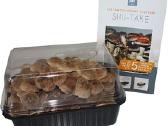Shiitake Paruošta pakuotė auginimui namuose