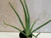 Aloe vera - nuotraukos Nr. 2