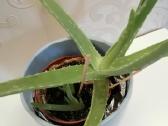 Aloe vera - nuotraukos Nr. 3