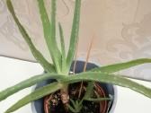 Aloe vera - nuotraukos Nr. 4