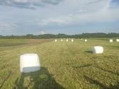 Ieškau pirkti ar nuomai žemės sklypų ūkiui - nuotraukos Nr. 4