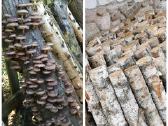 Shiitake grybų rąsteliai - nuotraukos Nr. 2