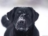 Lygiaplaukiai ir Labradoro retriveriai- Gojus - nuotraukos Nr. 35