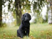 Lygiaplaukiai ir Labradoro retriveriai- Gojus - nuotraukos Nr. 28