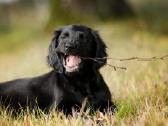 Lygiaplaukiai ir Labradoro retriveriai- Gojus - nuotraukos Nr. 34