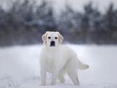 Lygiaplaukiai ir Labradoro retriveriai- Gojus - nuotraukos Nr. 26