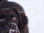 Lygiaplaukiai ir Labradoro retriveriai- Gojus - nuotraukos Nr. 30
