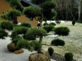 Pušies bonsai - nuotraukos Nr. 11